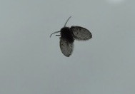 Bild Nr. 1 - (Insekten, fliegen, Motten)