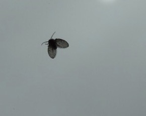 Bild Nr. 2 - (Insekten, fliegen, Motten)