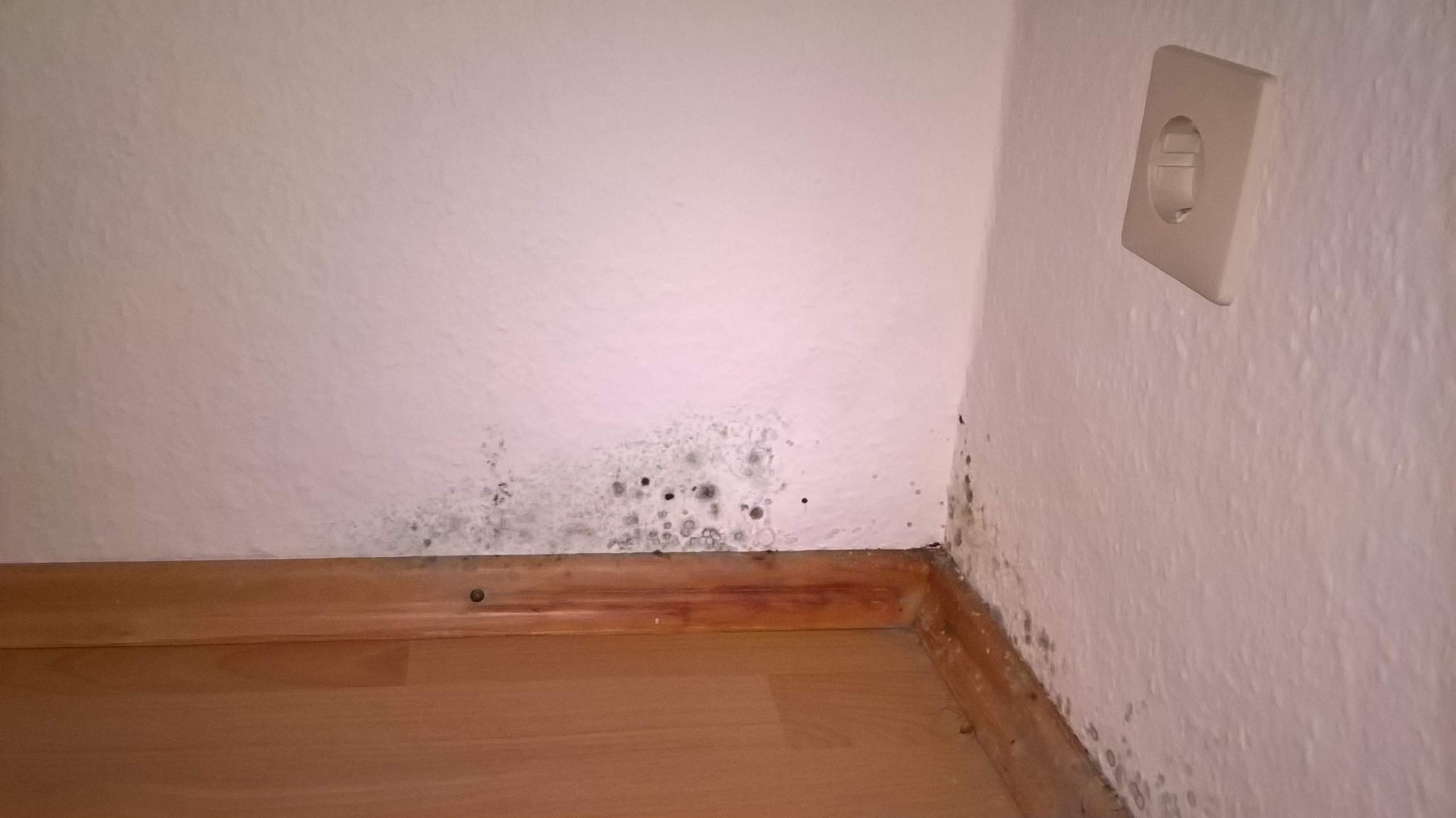 Erkrankungen Durch Schimmel Im Haus