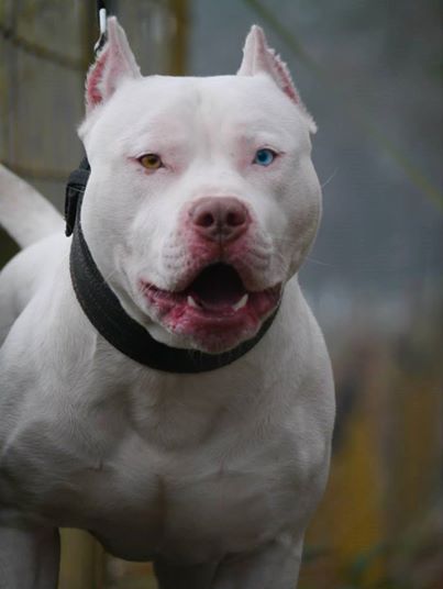 Seltener Pitbull