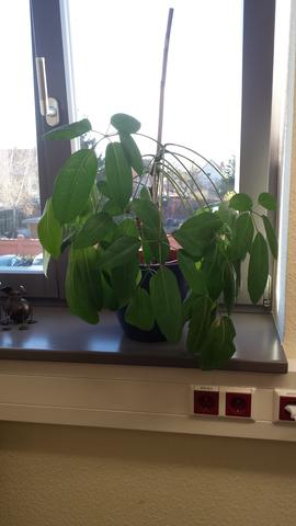 Was hilft gegen fliegen draußen Was hilft gegen fliegen draußen