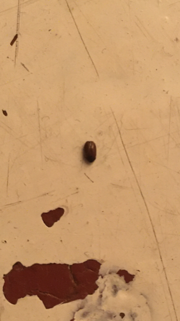 Seltsame Käfer im Bett (mit Foto)? (Schädlinge)