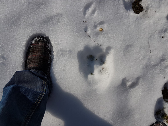 Seltsame Tierspuren im Schnee? (Tiere, Garten, Winter)