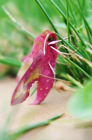 ein bild davon - (Garten, Insekten)