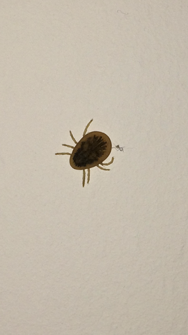 Tierchen an der Wand - (Wohnung, Insekten)