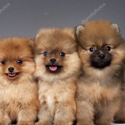 Hundewelpen Borse Hundebabys Hunde Welpen Kaufen