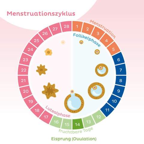 Sex Ohne Verhutung In 12 Tagen Pro Monat Moglich Liebe Und Beziehung Sex Ohne Verhutung In 12 Tagen Pro Monat Moglich Liebe Und Beziehung