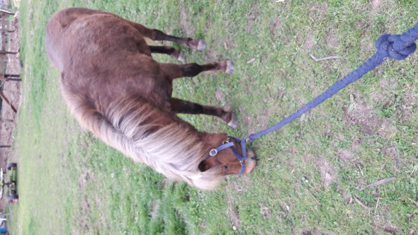  - (Pferd, Pony, Shetlandpony)