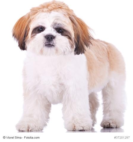 shi tzu haarwuchs haare hund kaufen