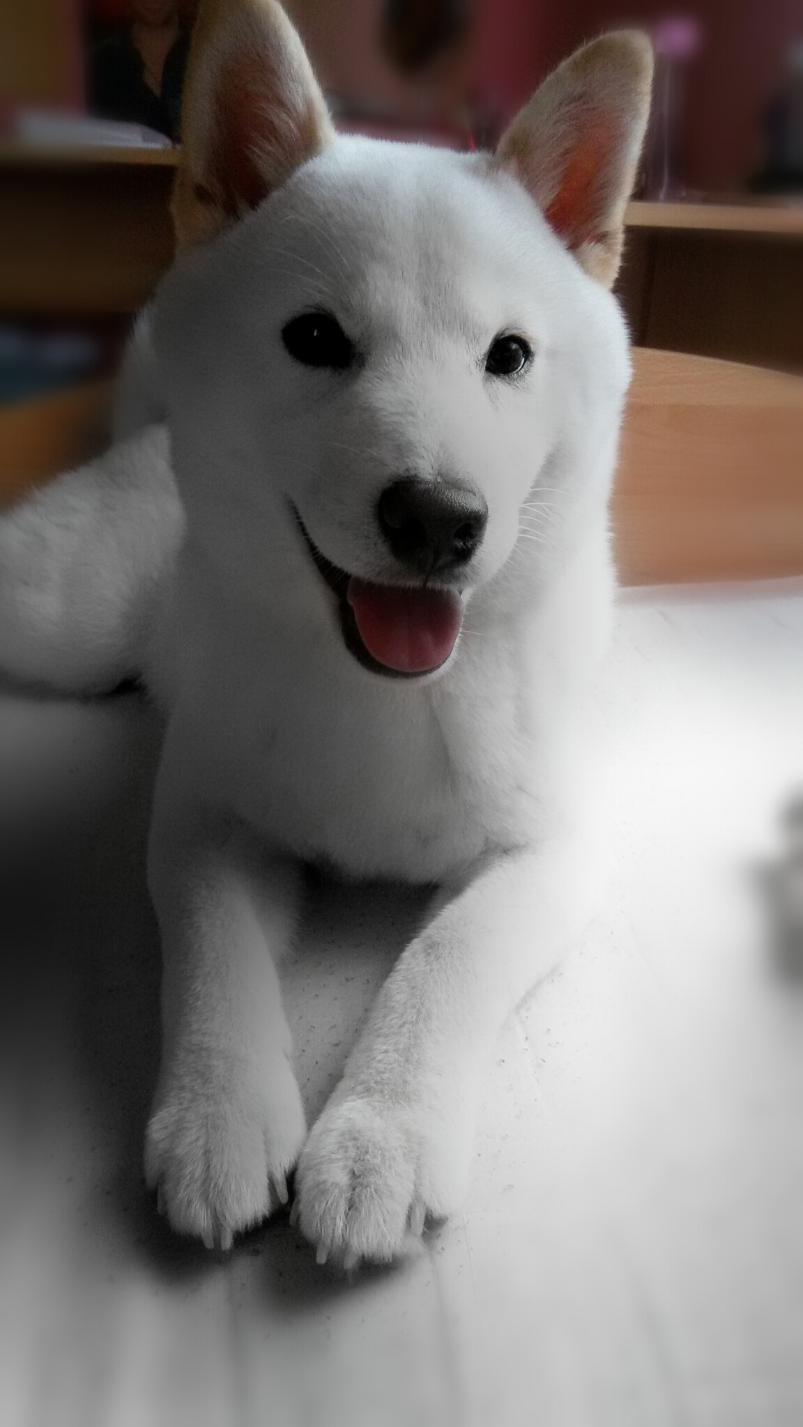 Shiba Inu braunes Auge? (Hund, Augen, Flüssigkeit)