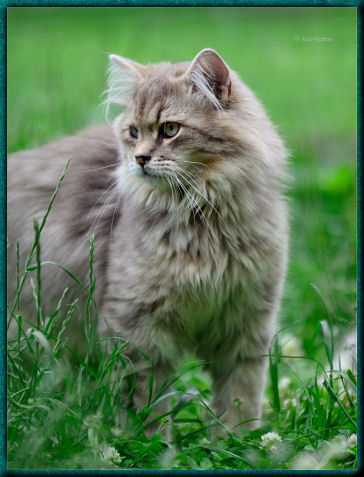 sibirische katze scheren tiere