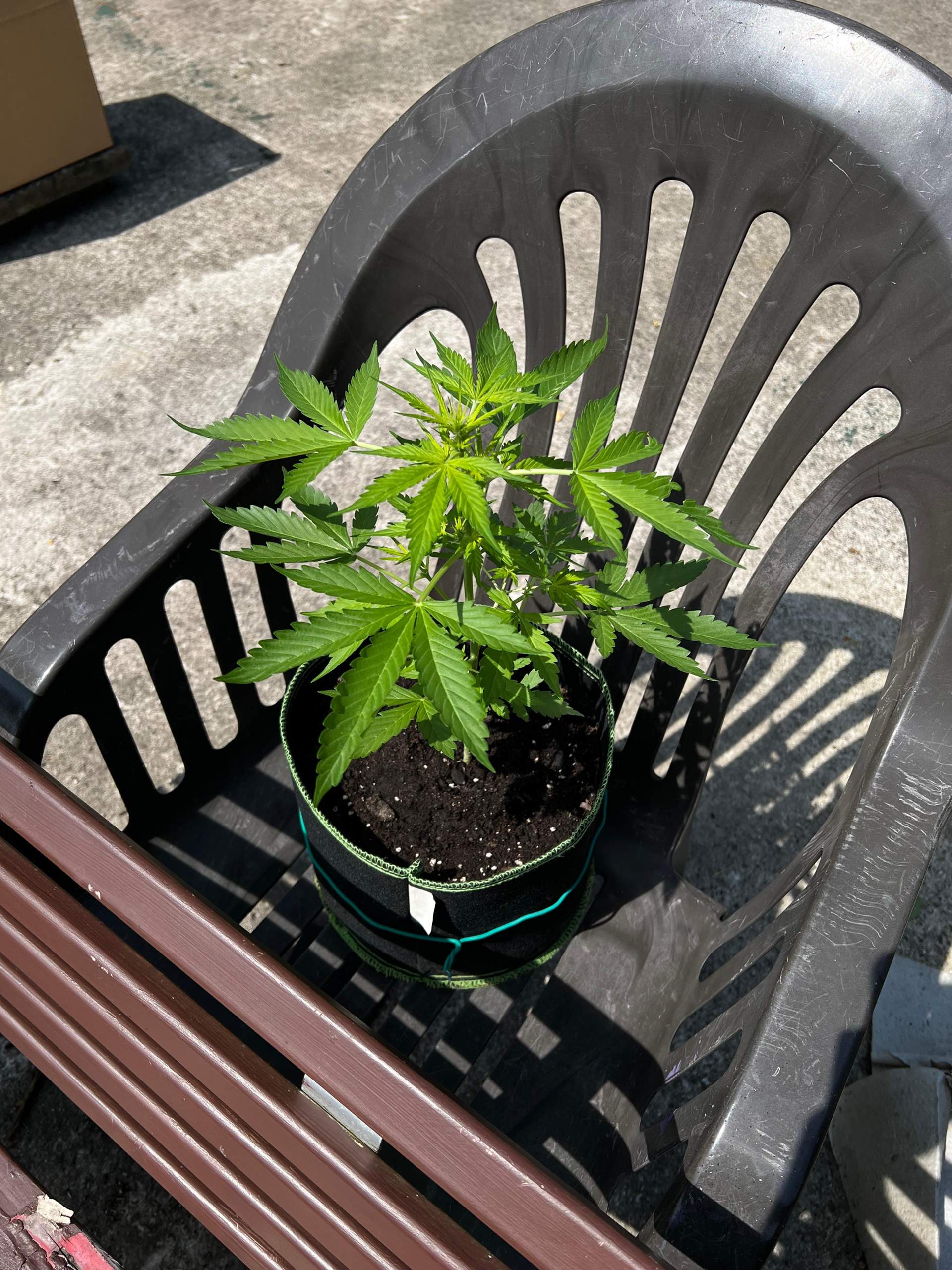 Sich nach oben kräuselnde Blätter? (Wasser, Cannabis, Giessen)