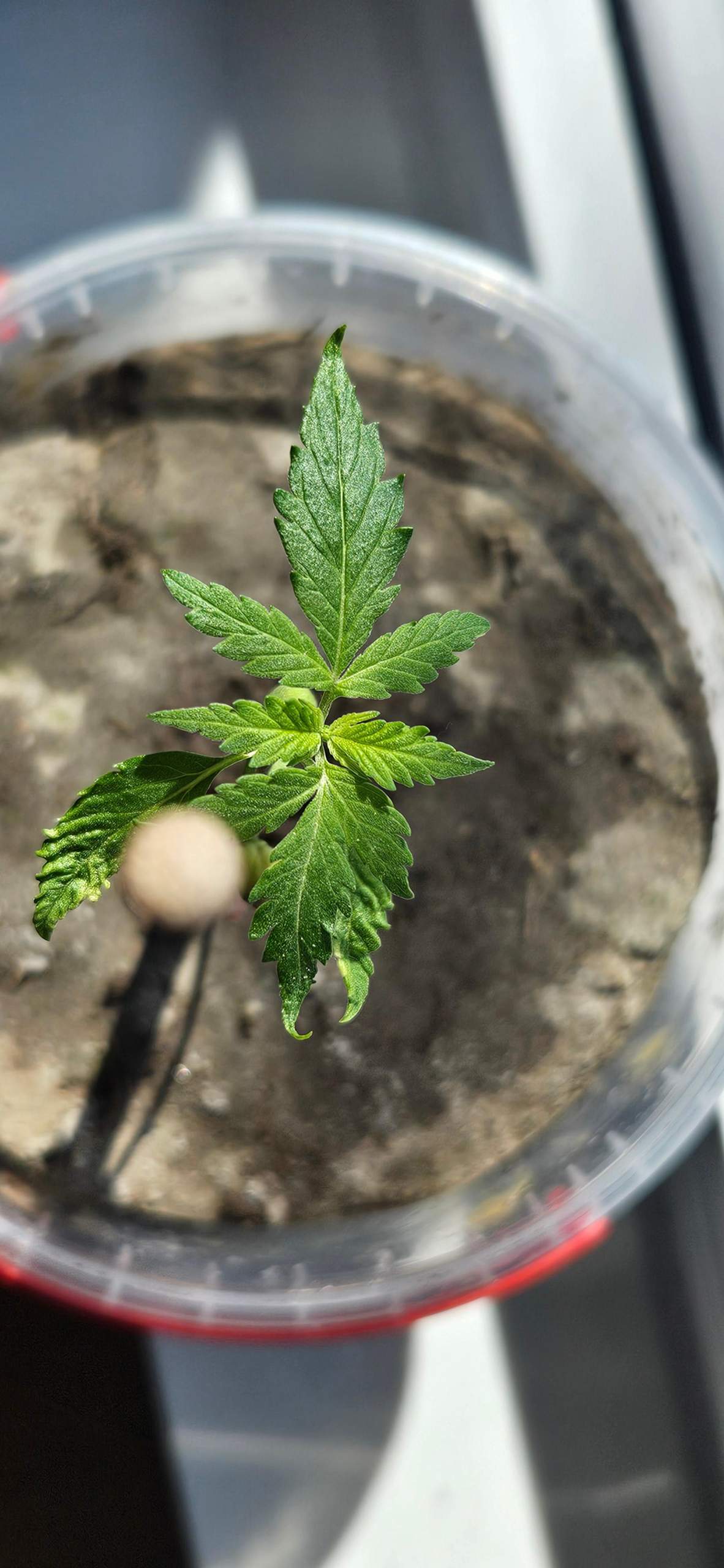 Sieht Cannabis pflanze gesund aus? (Anbau, Cannabisanbau)