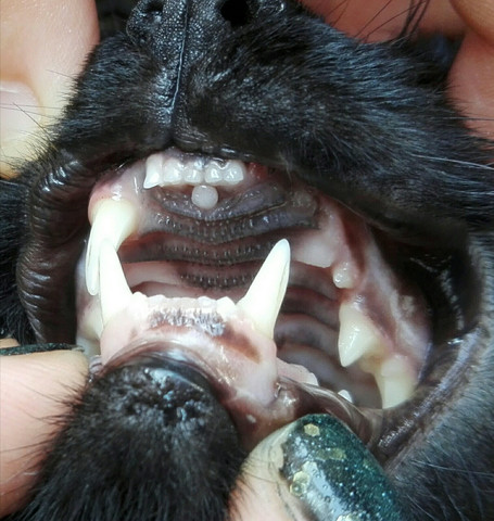 geht da was und ist da ein überschüssiger Zahn? - (Katze, Zähne)