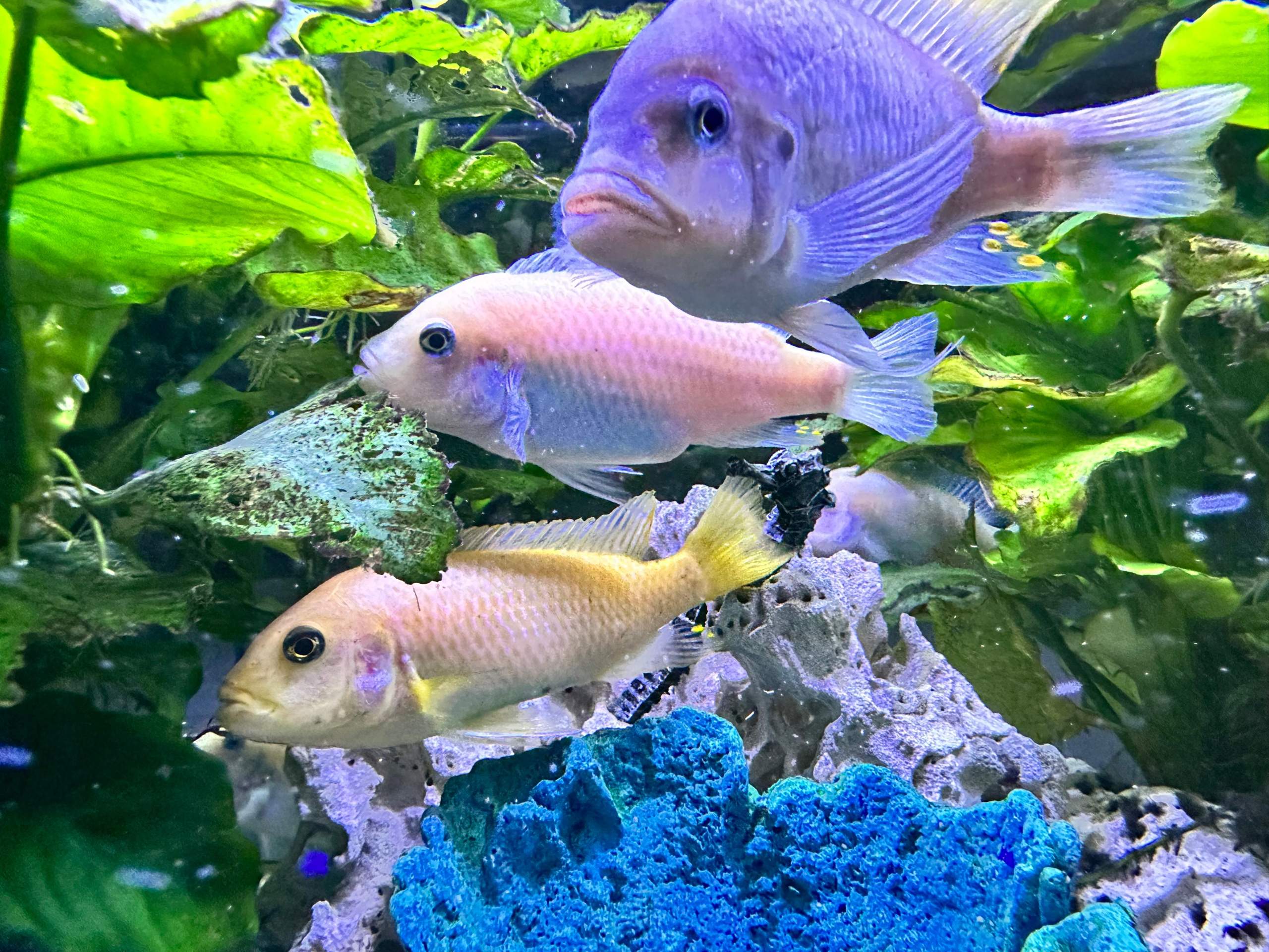 Woran Erkennt Man Das Fische Schwanger Sind Sieht der Fisch schwanger aus? (Aquarium, Aquariumfische)