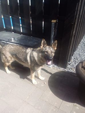 Hund - (Hund, Schäferhund)