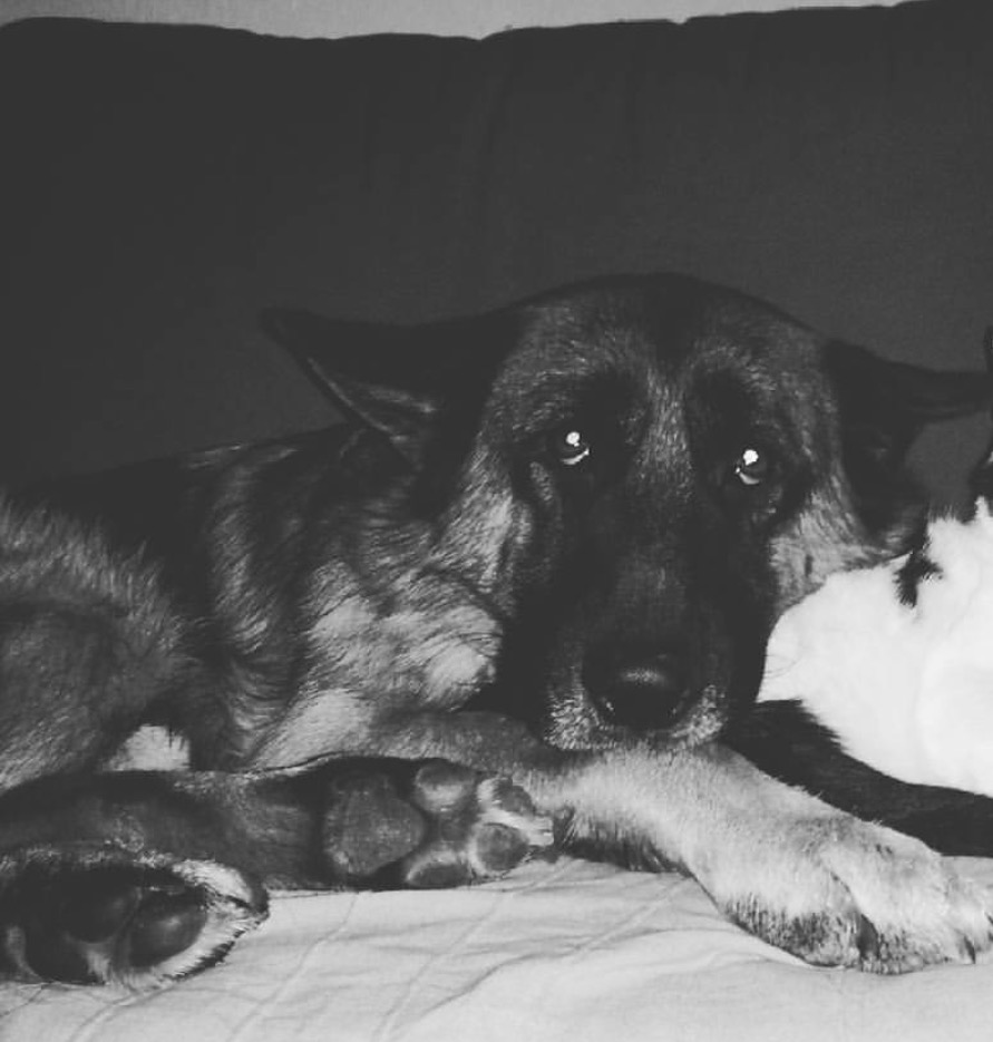 Sieht der Hund traurig, ängstlich aus auf dem Bild? Liebe