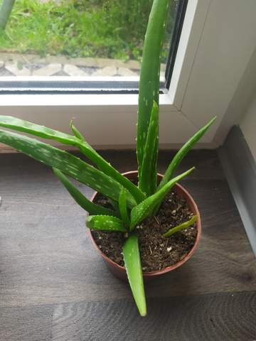 Sieht die Aloe Vera gesund aus?