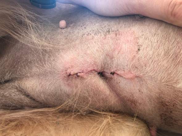 hund zeckenbiss entzündet