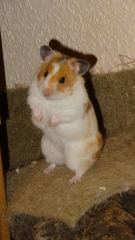 Flo1 - (Gewicht, Hamster)