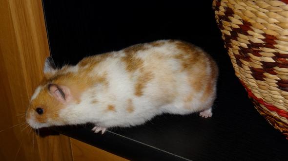 Flo2 - (Gewicht, Hamster)