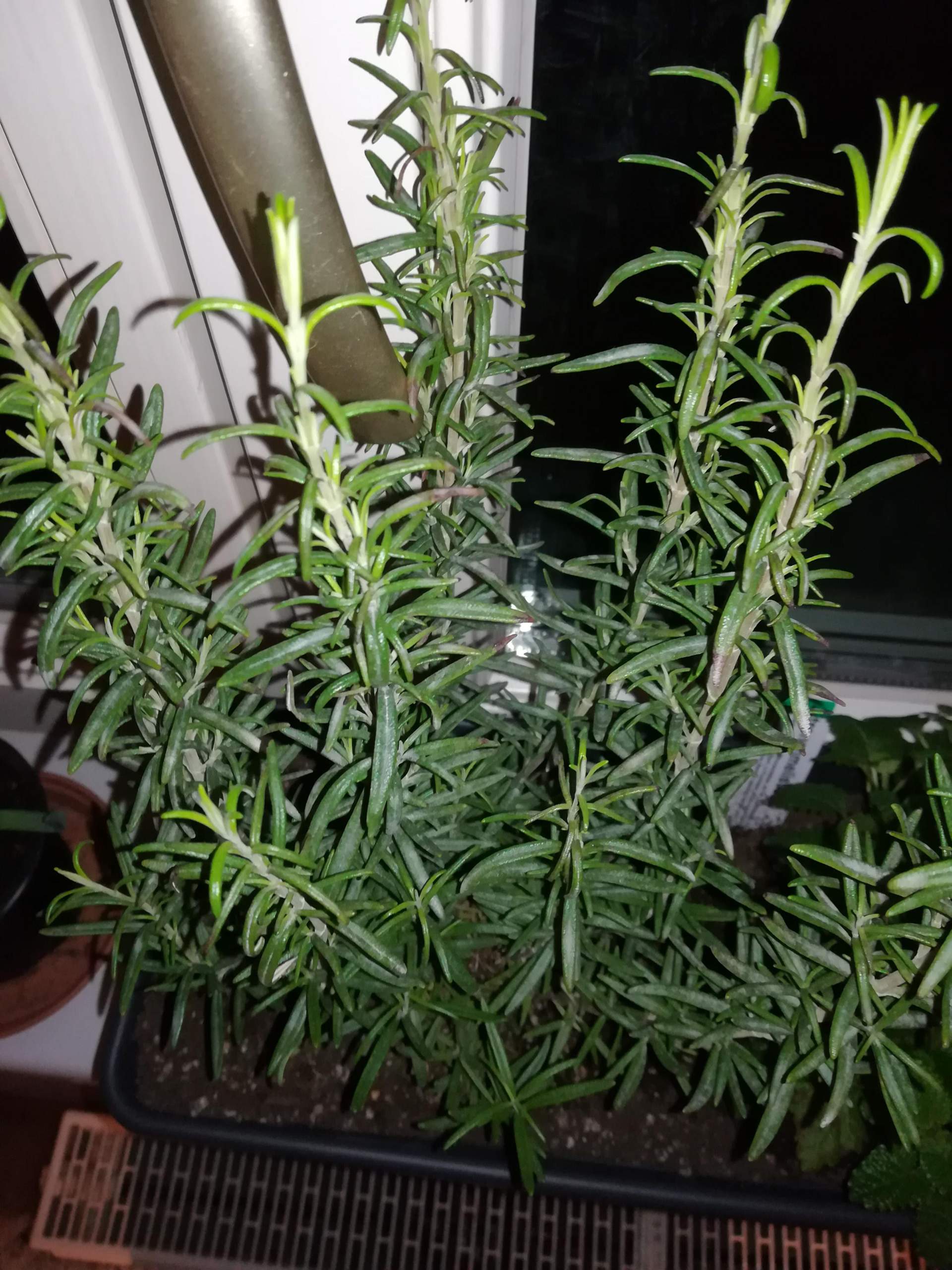 Sieht mein Rosmarin gesund aus? (Pflanzen, Garten, Pflanzenpflege)