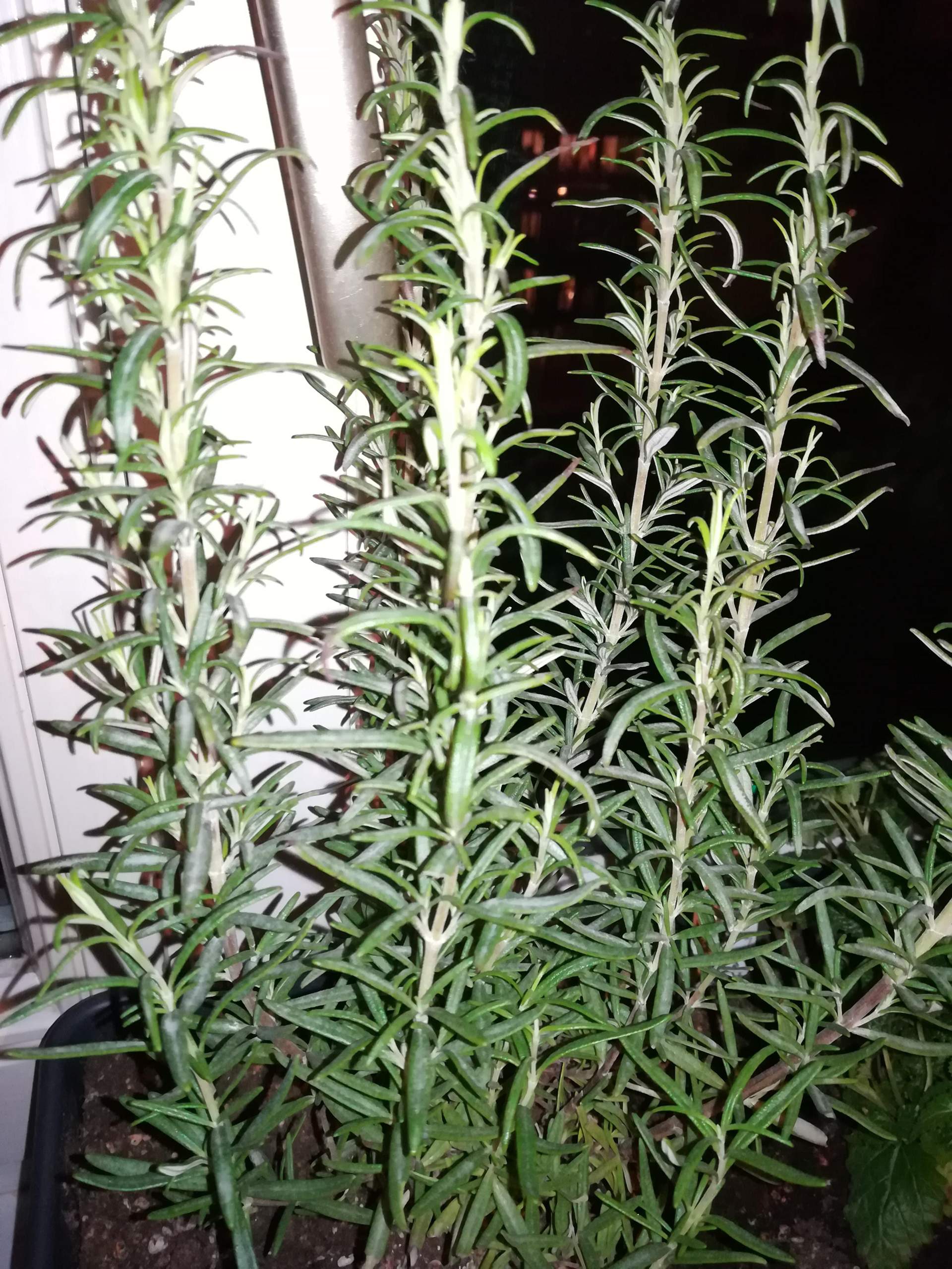 Sieht mein Rosmarin gesund aus? (Pflanzen, Garten, Pflanzenpflege)