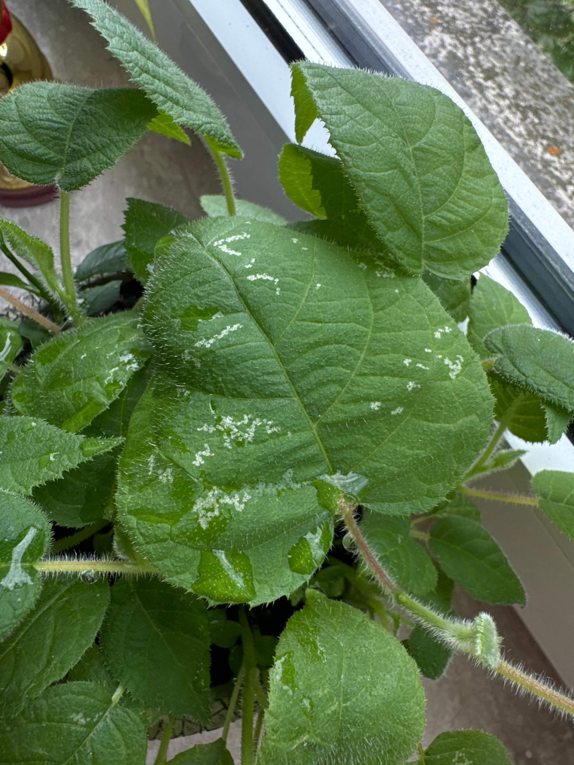 Weiße Flecken Auf Den Zähnen Durch Erkältung Sieht meine Pflanze gesund aus? (Wasser, Flecken, Erde)