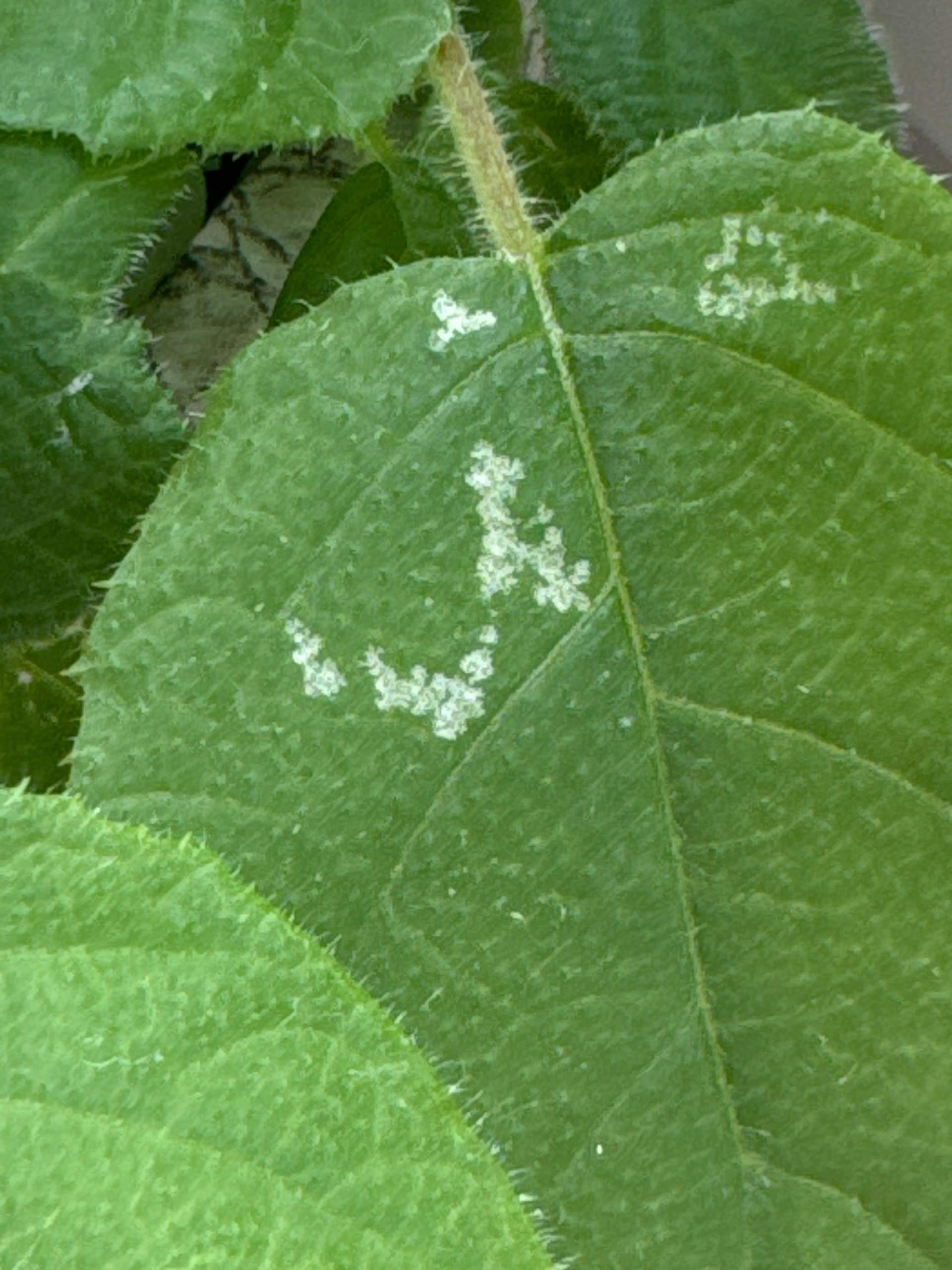Weiße Flecken Auf Den Zähnen Durch Erkältung