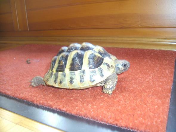 Hier ein Bild von meiner Schildkröte - (Landschildkröten)