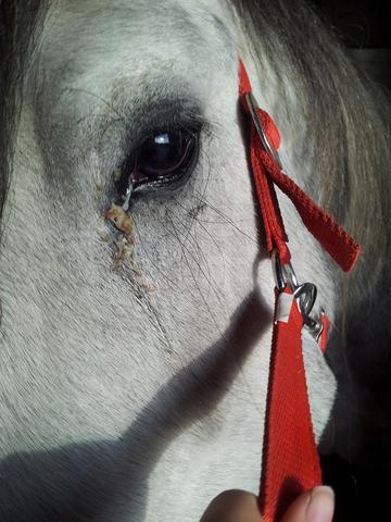 Siff Auge Beim Pferd Teil 2 D Pferde Augen Salbe Siff Auge Beim Pferd Teil 2 D Pferde Augen Salbe