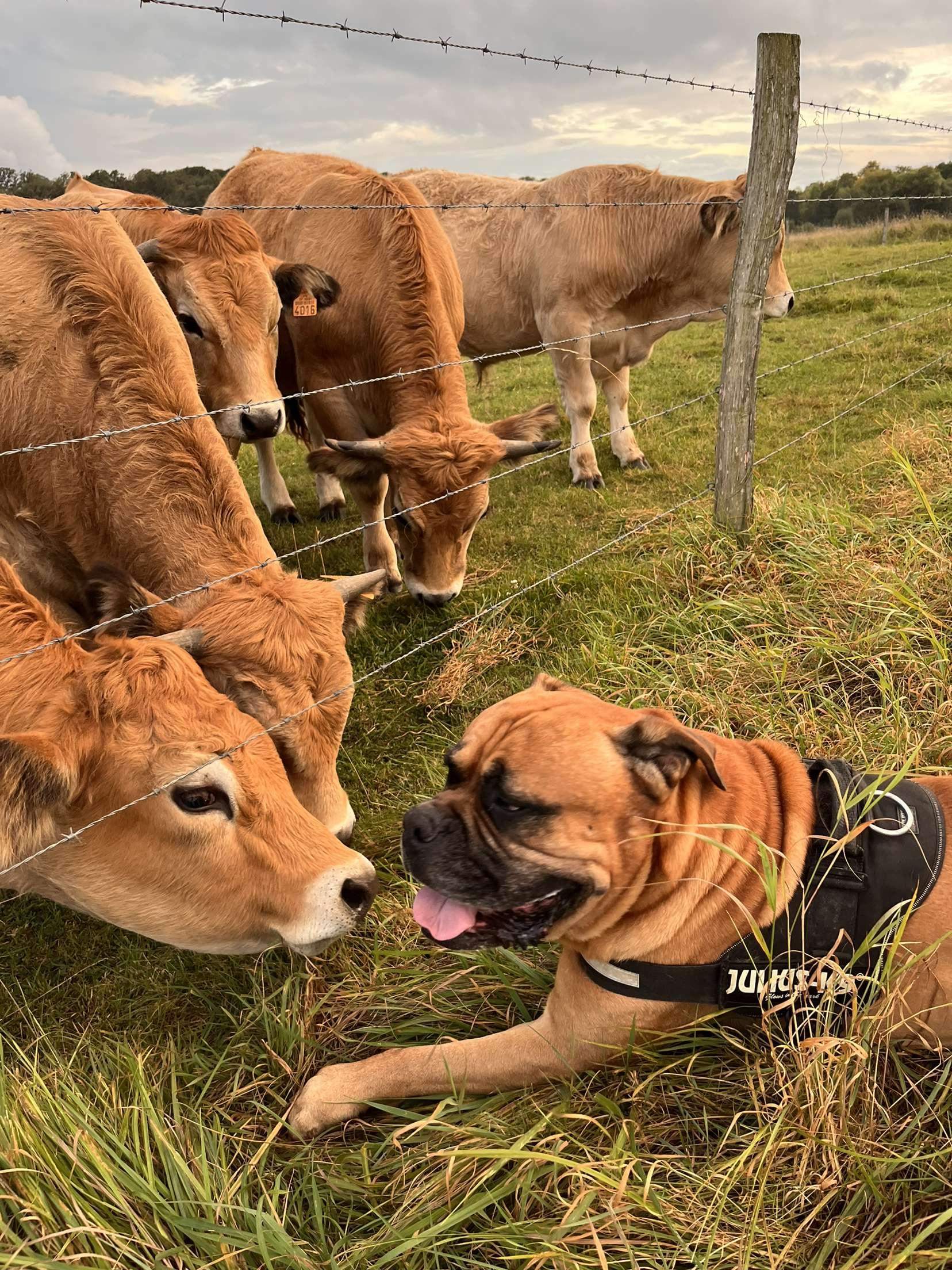 Sind 5km genug für meinen Hund ( halb Bullmastiff halb amerikanische ...