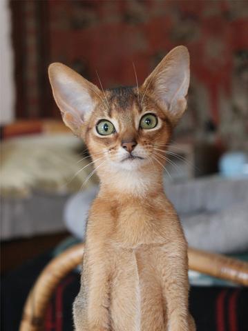 Abessinier-Katze - (Tiere, Katze, Artikel)