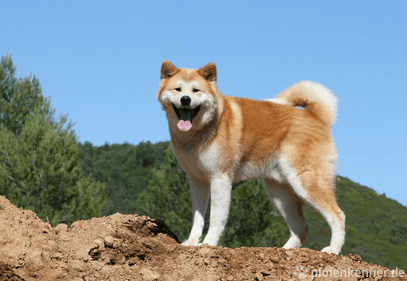 Sind Akita Hunde Schwer Erziehbar Tiere Hund Kinder Und Erziehung