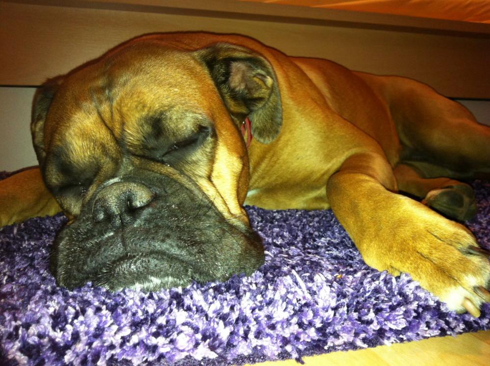 Sind Boxer wirklich Kampfhunde? (Hund, kampfhund)