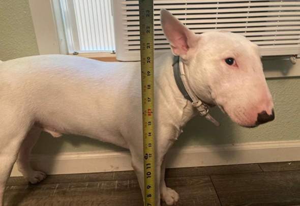 sind bullterrier gefahrliche oder verbotene hunde tiere hund hunderasse