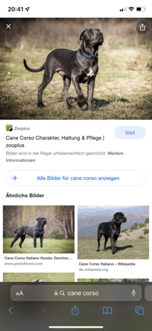 Sind Cane Corso oder Presa Canario Listenhunde in Nrw?