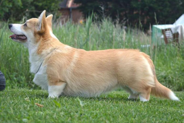 corgi hund welpen