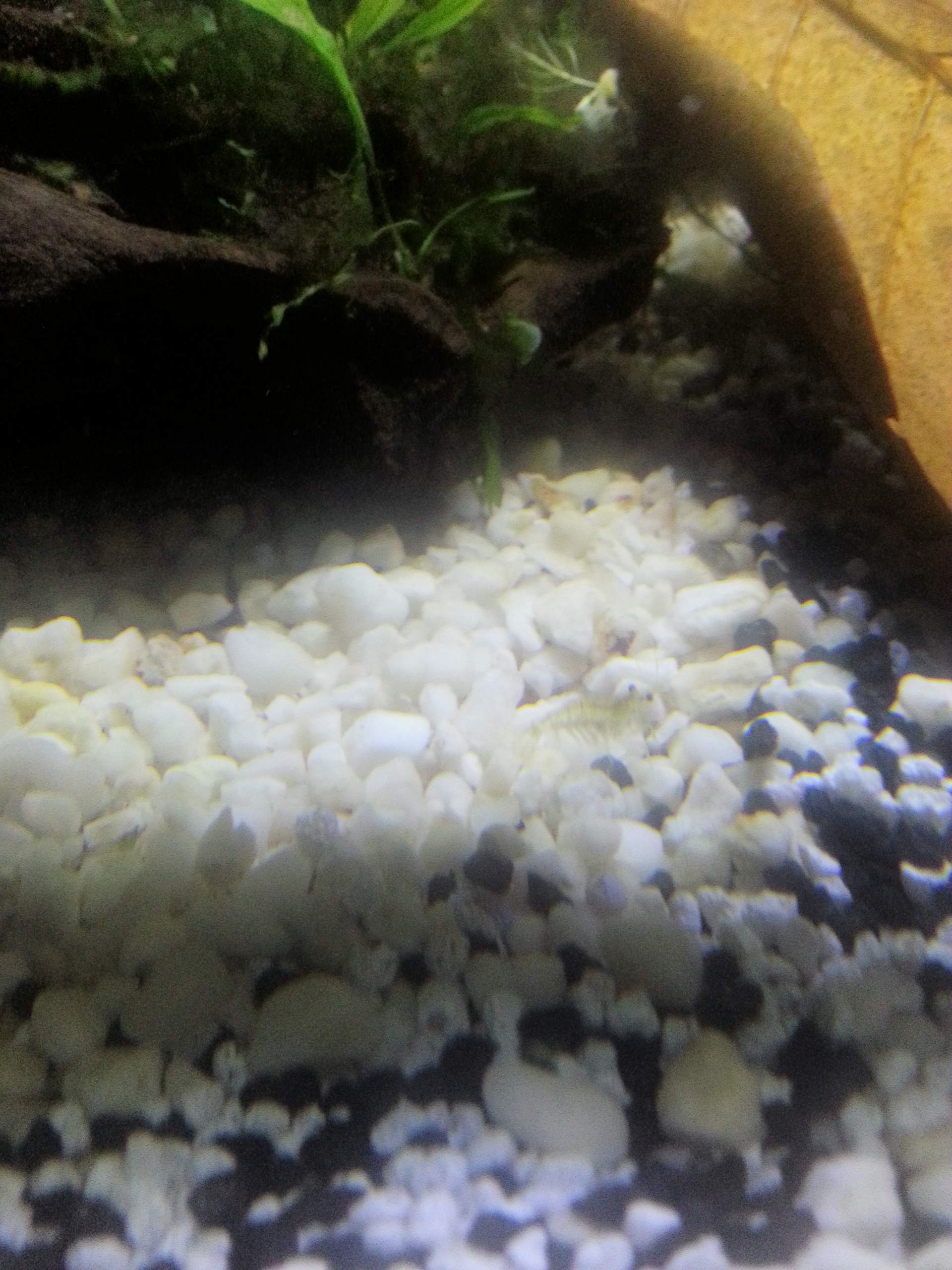 Sind das Amano-Garnelen? (Aquarium, Aquaristik)