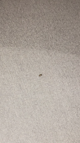 Sind Das Bettwanzen Oder Etwas Anderes Tiere Insekten