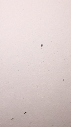 Sind Das Bettwanzen Und Sehen So Die Stiche Aus Gesundheit