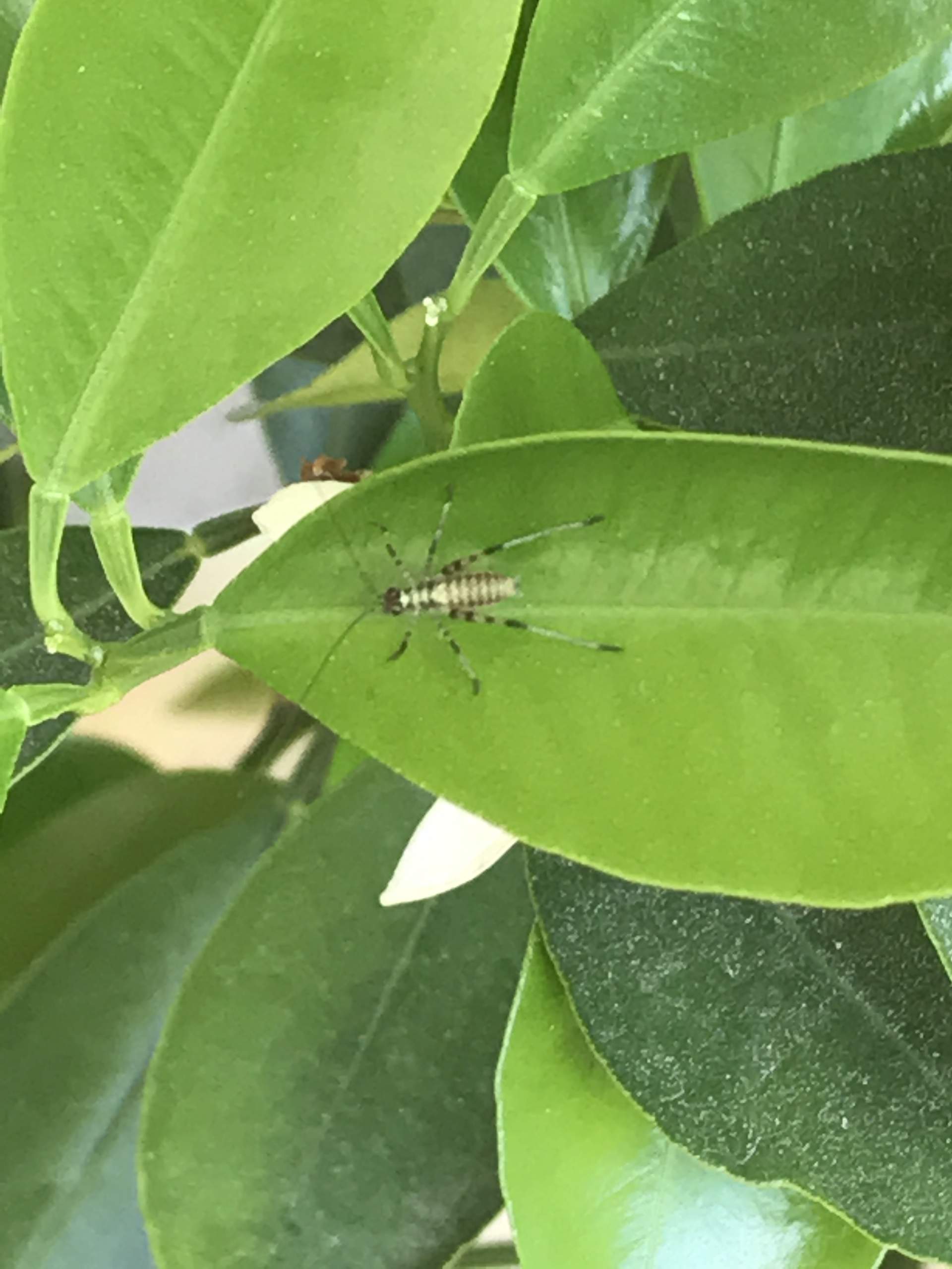 Sind das Blattläuse oder andere Insekten? (Siehe Fotos