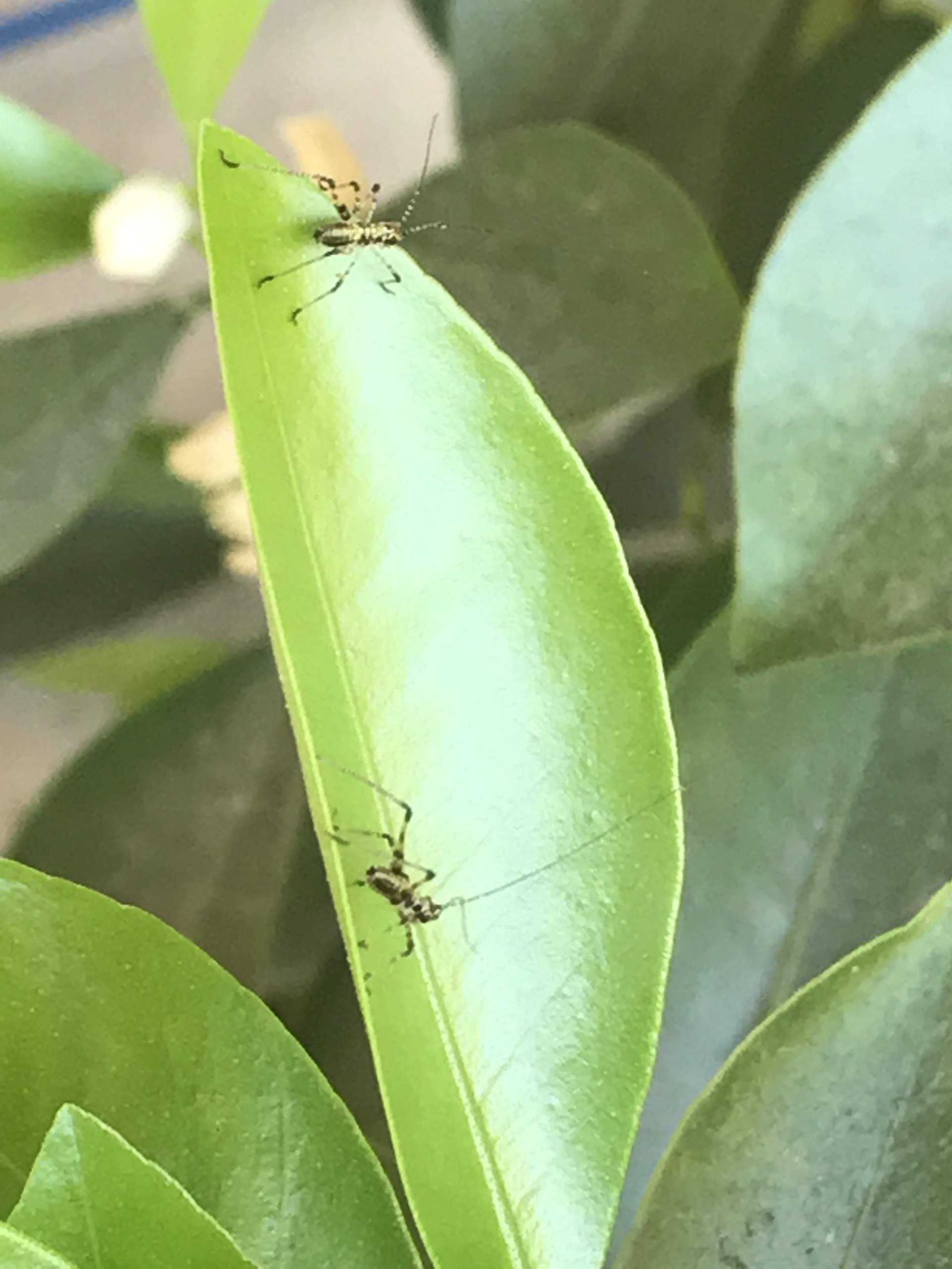 Sind das Blattläuse oder andere Insekten? (Siehe Fotos