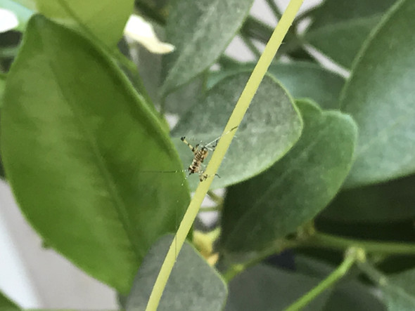 Sind das Blattläuse oder andere Insekten? (Siehe Fotos