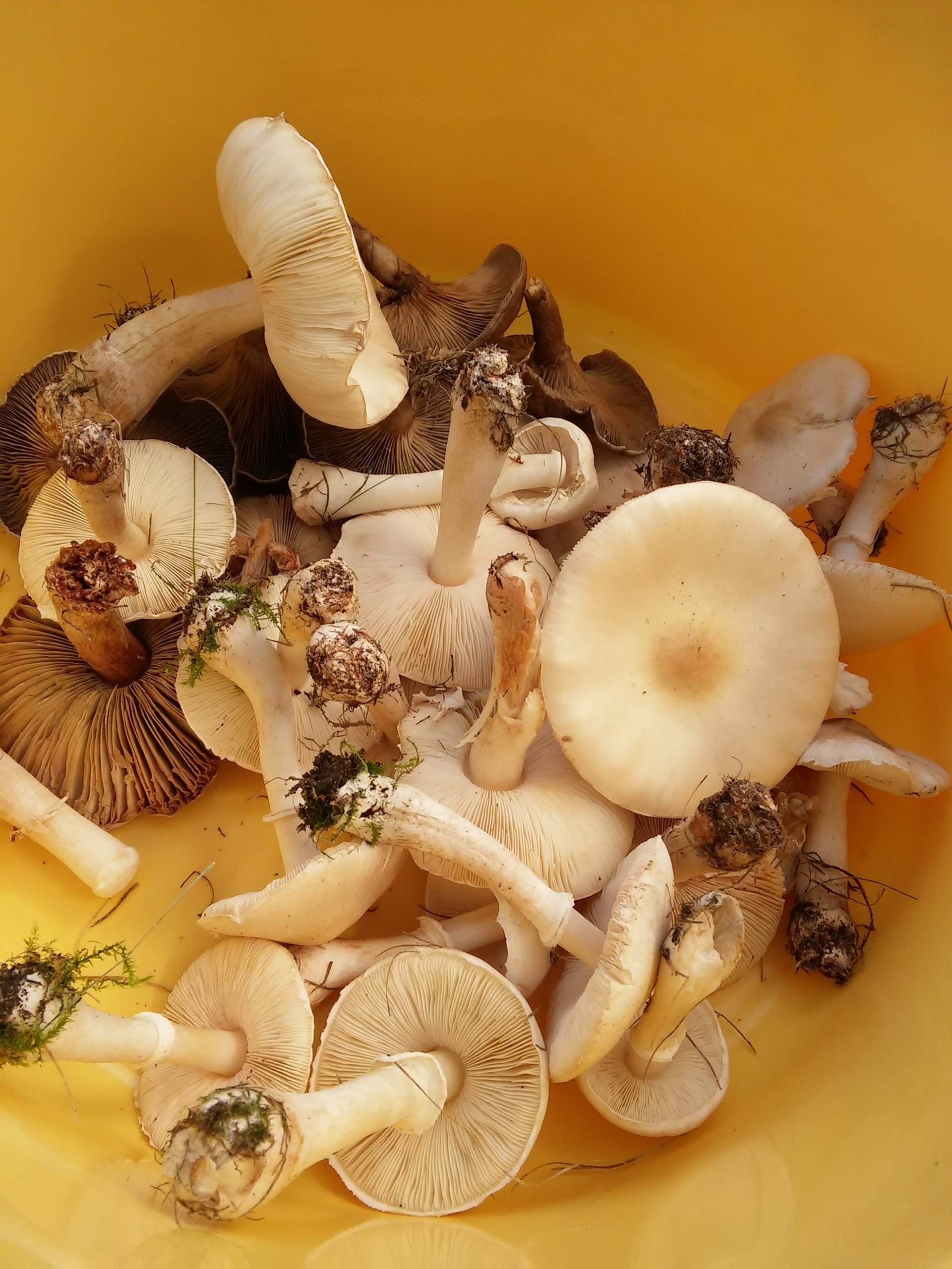 Sind das Champignons? Bei uns im Garten wachsen diese Pilze, doch wir