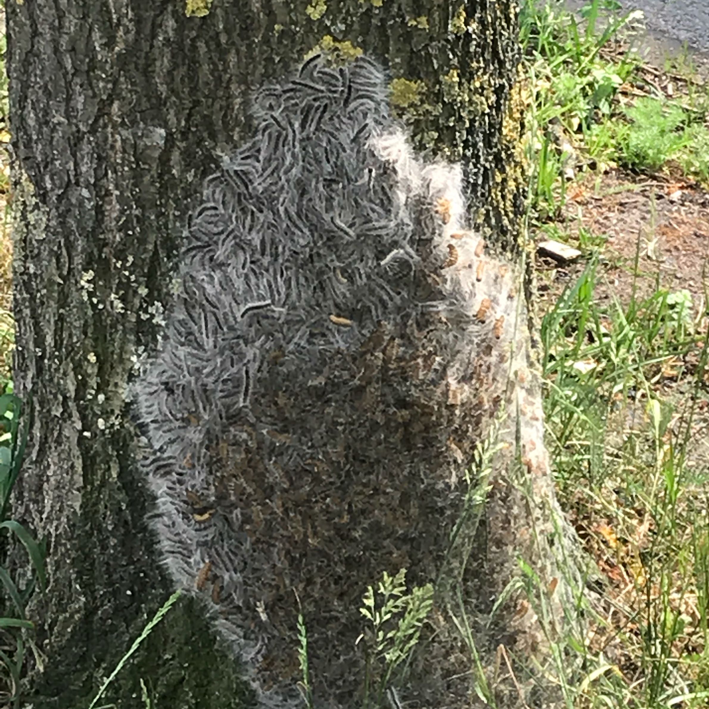 Sind das eichenprozessionsspinner? (Tiere, Nest)