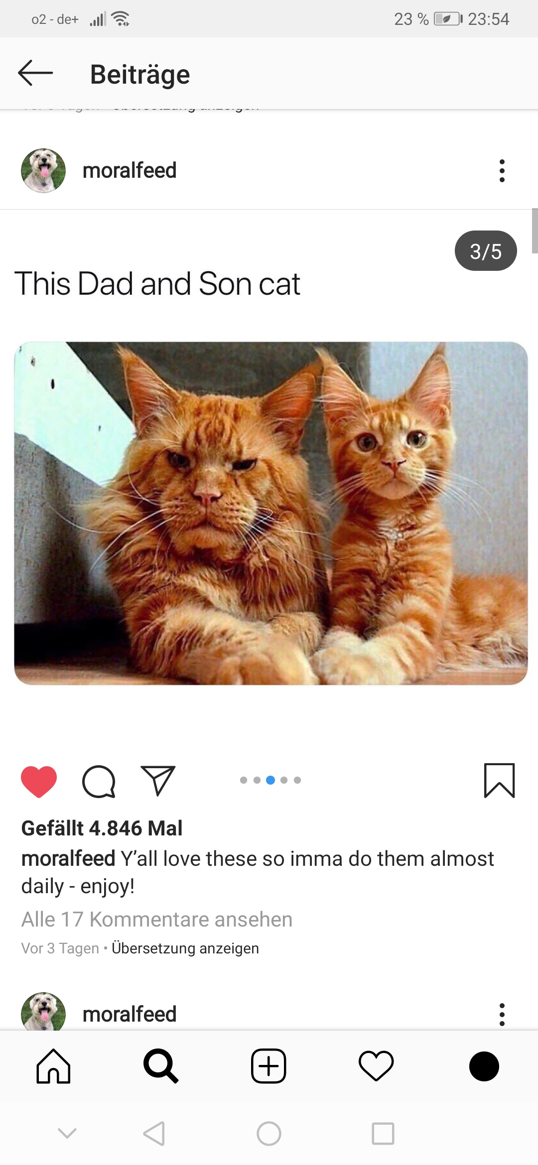 Sind Das Ganz Normale Katzen Tiere Katze Artgerechte