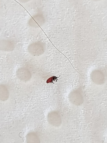 sind das grasmilben oder flohe tiere schadlinge parasiten