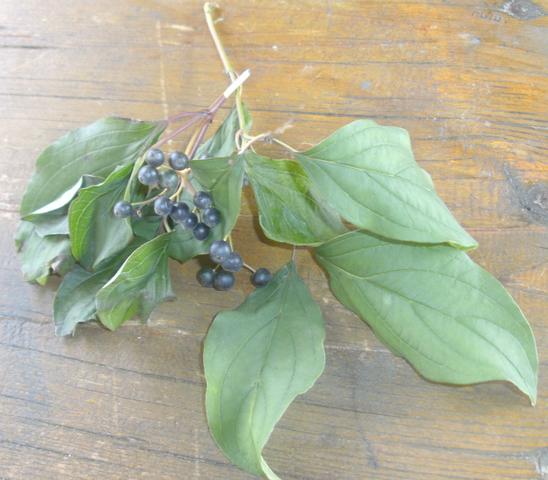 Holunderbeere? - (Garten, Pflanzen, giftig)