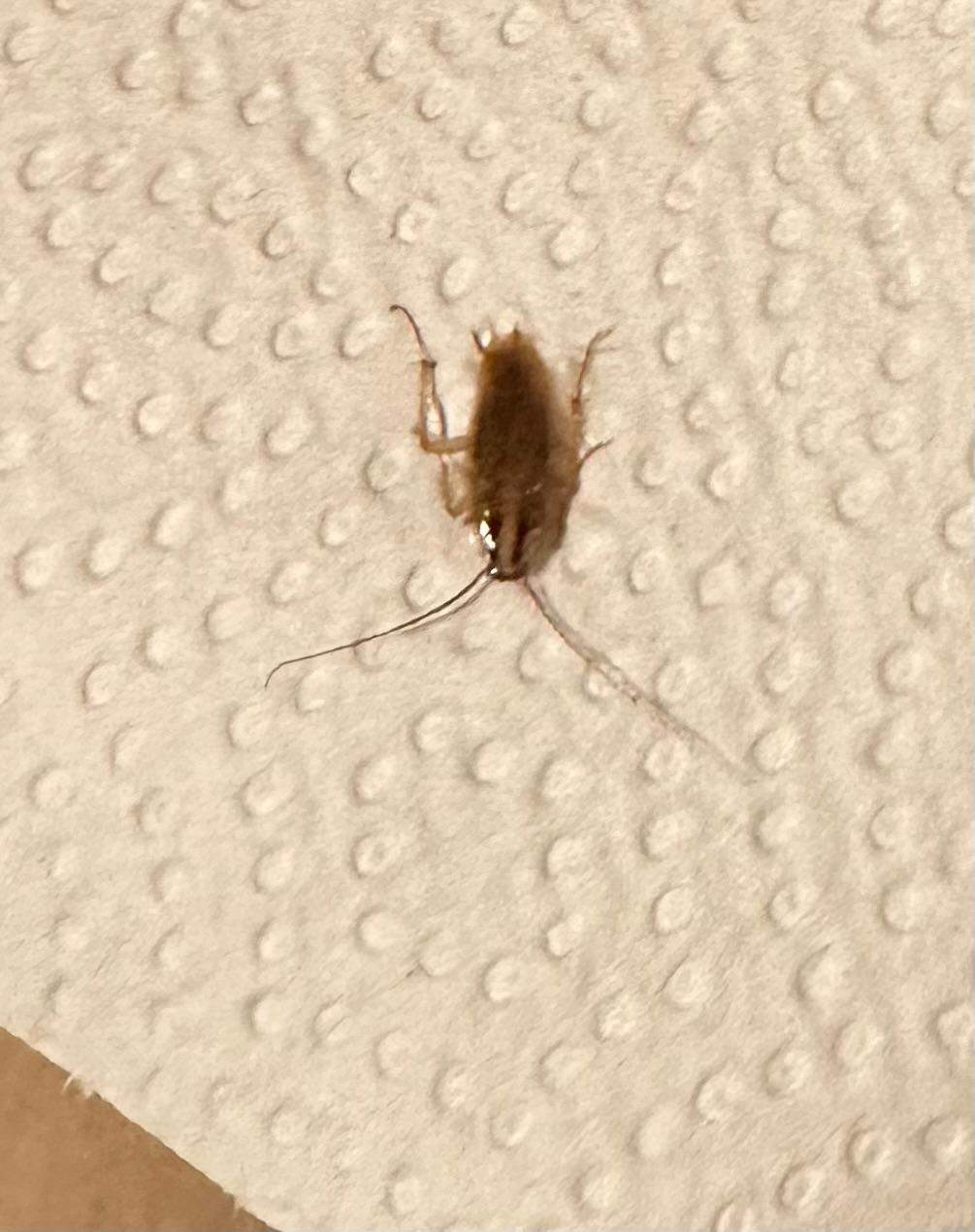 Sind das Kakerlaken? Wieso helfen Hausmittel und Kleber nicht? (Schaben, Küchenschabe